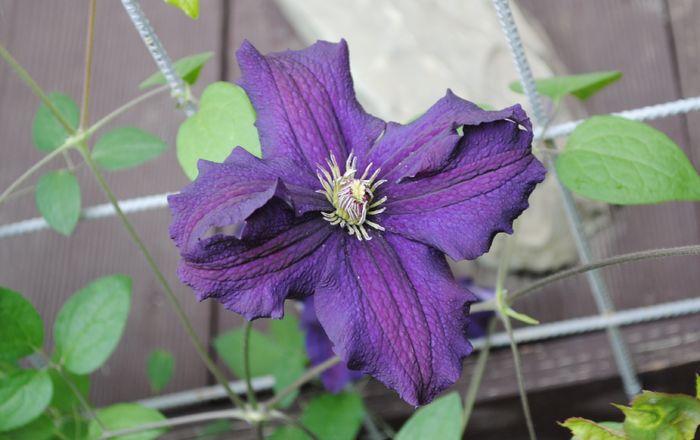 4 mai, clematis Rasputin