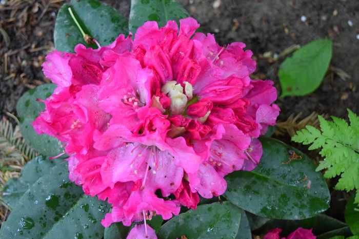 Germania - Rhododendroni
