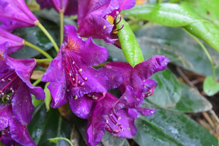 Marcel Menard - Rhododendroni