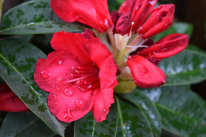 Red Jack - Rhododendroni