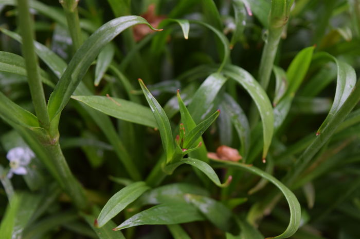 Asa este frunza - 2016 Plantele mele