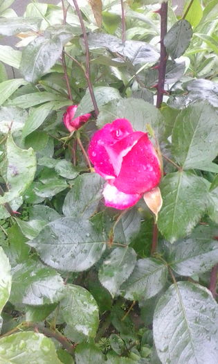 IMG_20160503_105822