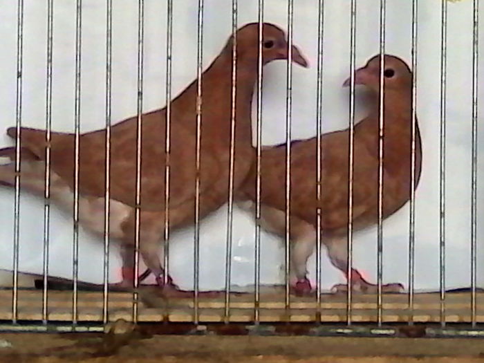 galbeni unicolor 60 lei perechea,din perechea 5