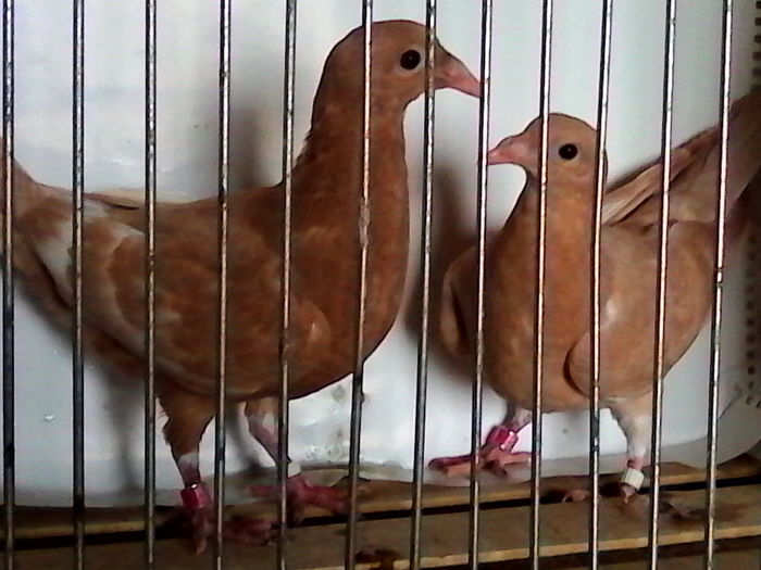 galbeni unicolor 60 lei perechea,din perechea 2