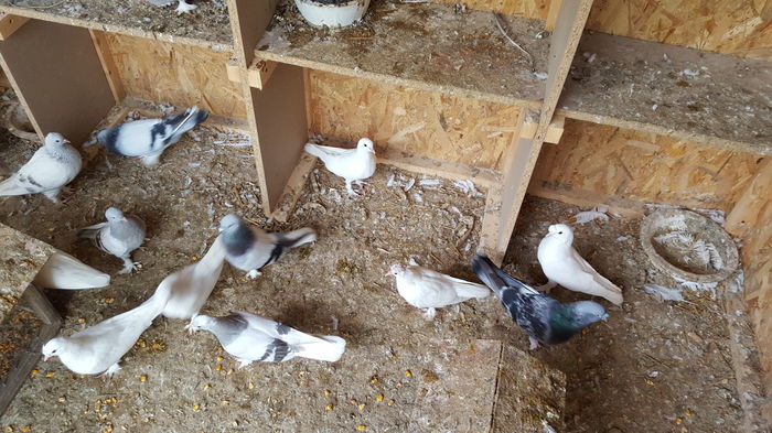 14623730549571066927572