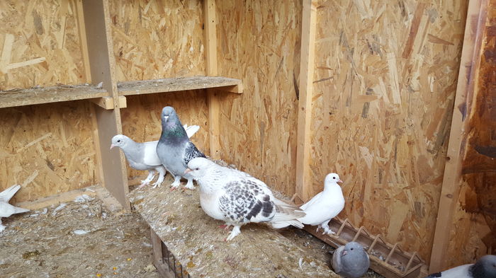 1462373204003282208149