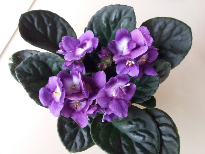 20160504_175728 - violete