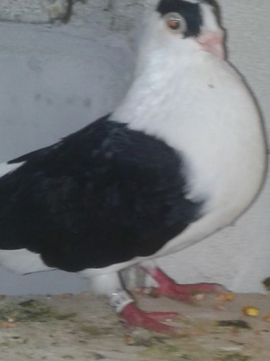 20160501_205126[1]galateam mascat