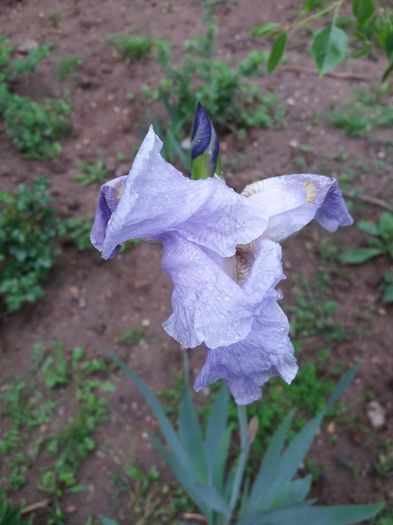 20160425_184513 - IRISI