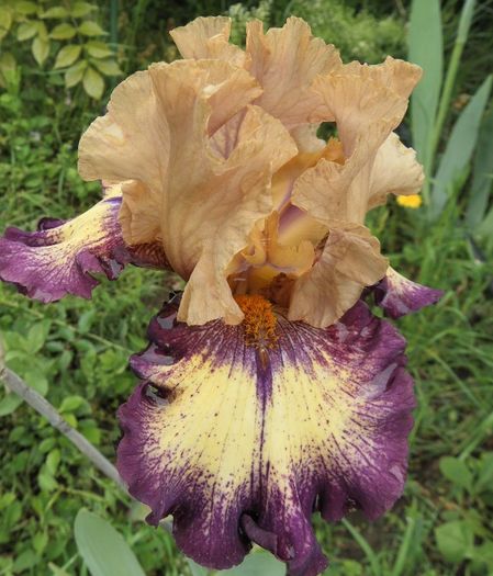 Exactitude - Iris oferta 2016