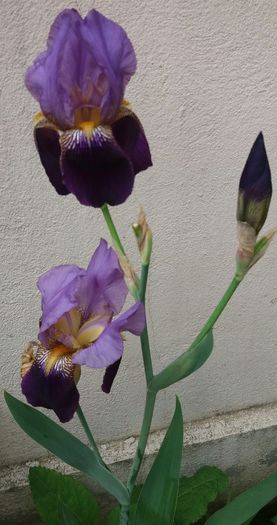 20160502_110323-1 - IRISI