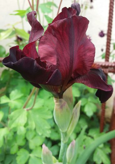 20160502_110419-1 - IRISI