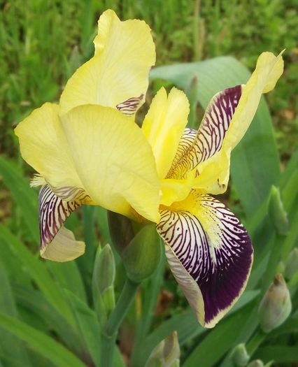 20160502_125805-1-1 - IRISI