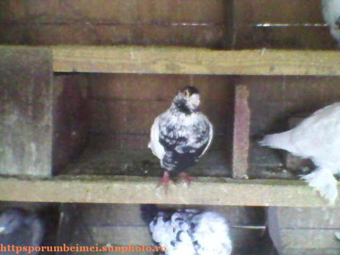 httpsporumbeimei.sunphoto.ro