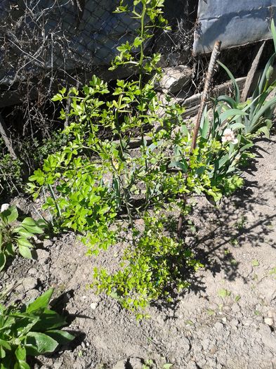 20160416_142504 - Gradina