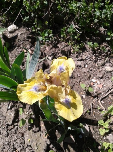 20160416_142519 - Gradina