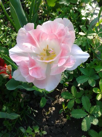 20160416_172450 - Gradina