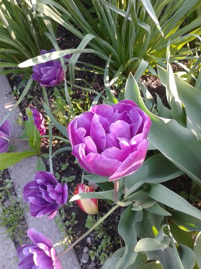 20160416_172517 - Gradina