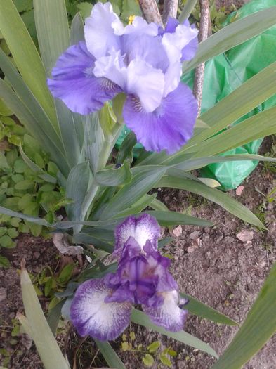 20160423_183840 - Gradina