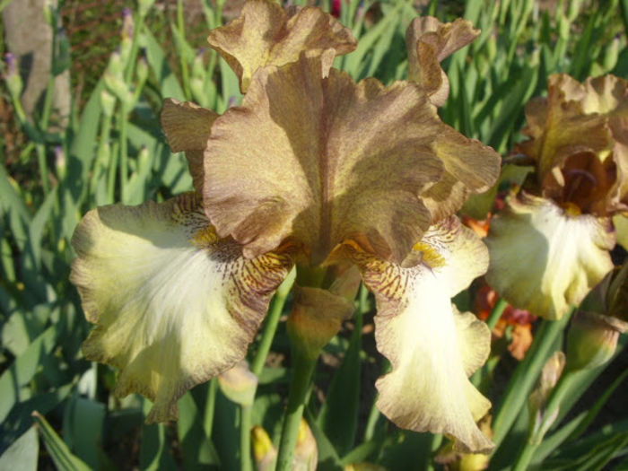 Patina 03 - Iris oferta 2016