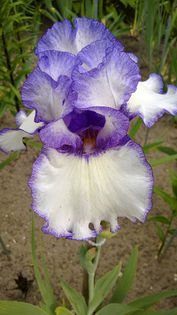 Patriotic Heart - Iris oferta 2016