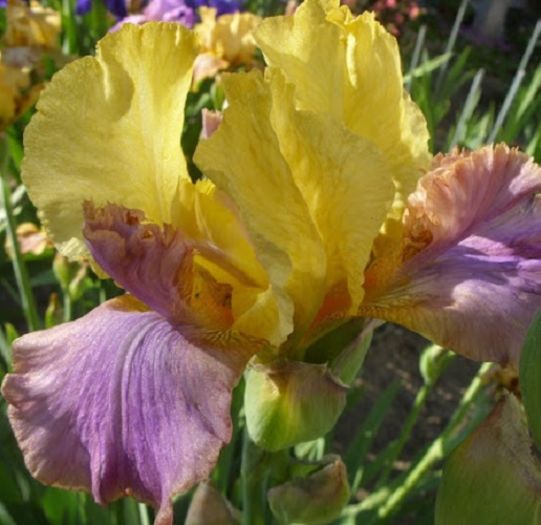 Pegas - Iris oferta 2016