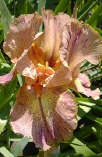 Piute Pass - Iris oferta 2016