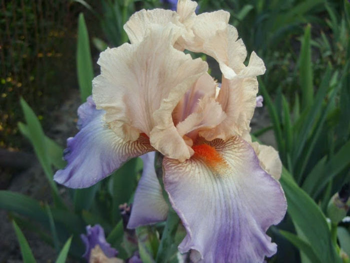 Poem of Extasy 02 - Iris oferta 2016