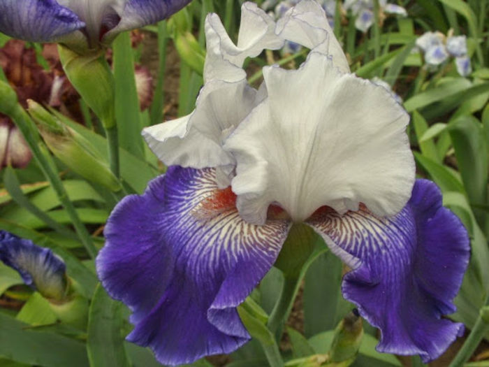 Regal Affair - Iris oferta 2016