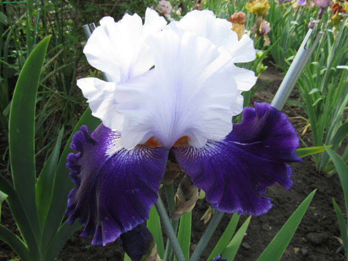 Royal Storm - Iris oferta 2016