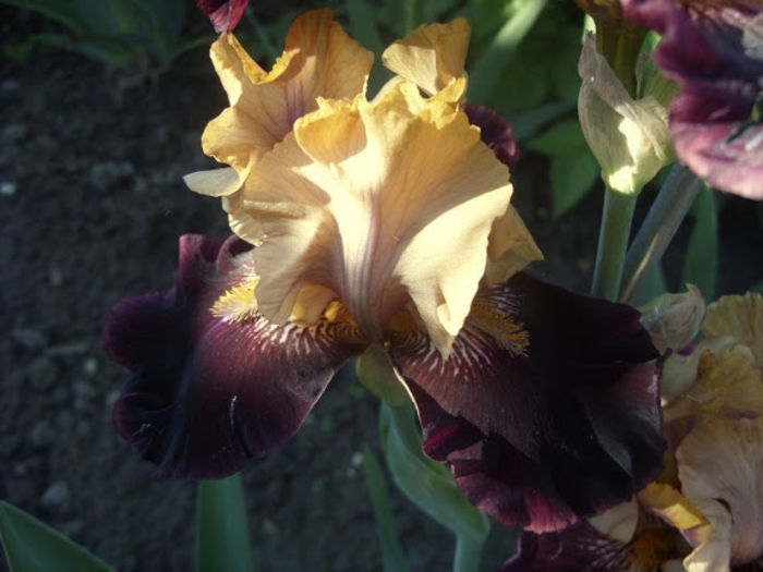 Rustic Royality 02 - Iris oferta 2016