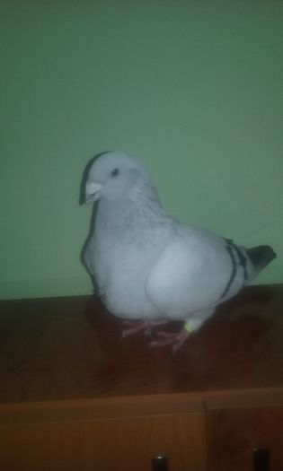 F 2009 - Femele albastru de azur