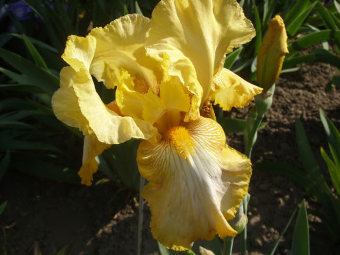 Silverlights Express - Iris oferta 2016