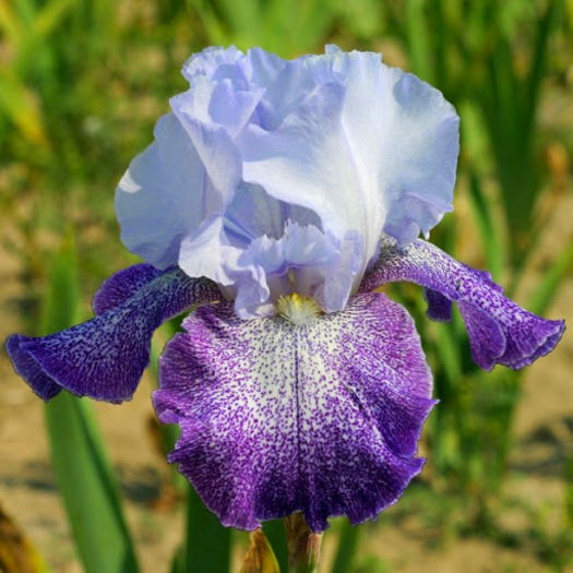 Splashacata - Iris oferta 2016