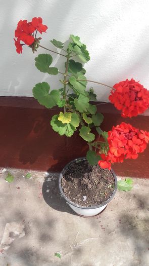 029 - primavara 2016