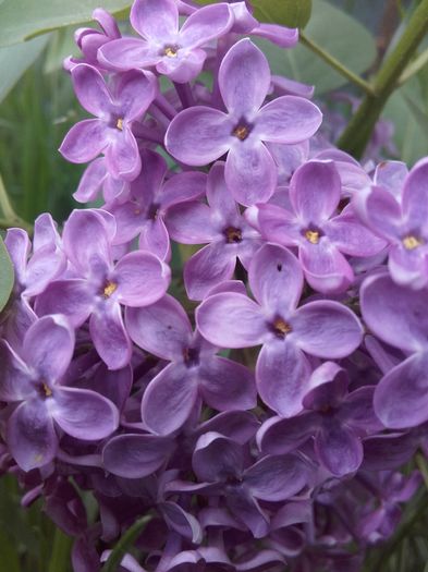 puiut de liliac cu 3 floricele - Primavara 2016