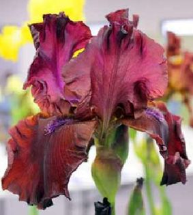 Schortmans_Garnet_Ruffles - Iris oferta 2016