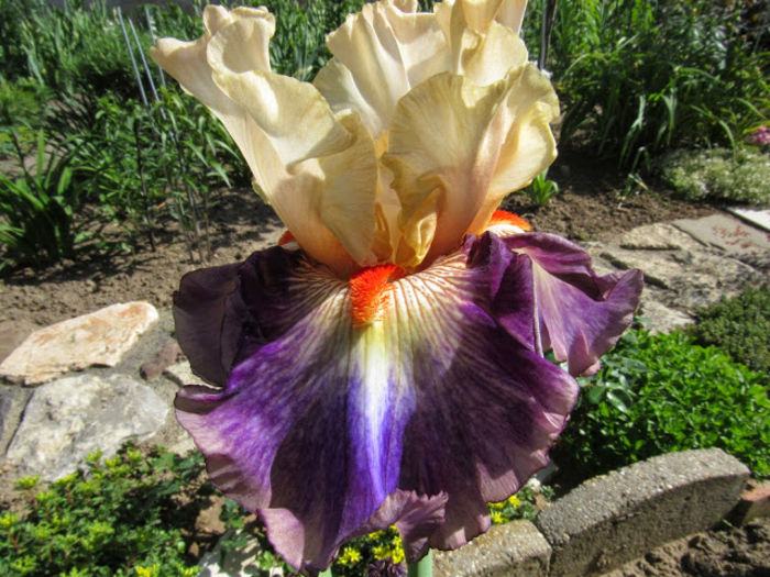 Tango Express - Iris oferta 2016