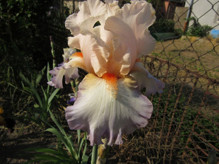 Zobor - Iris oferta 2016