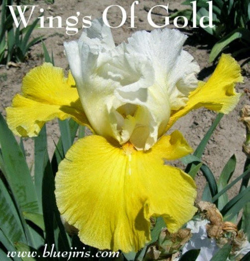 Wings Of Gold