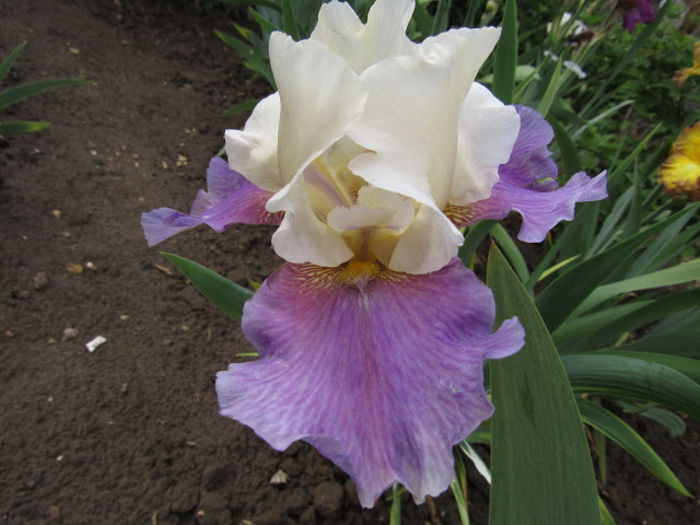 Zebra Blush - Iris oferta 2016