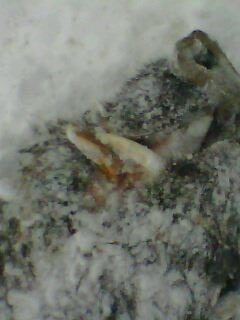 IMG0026A - vanatoare padure