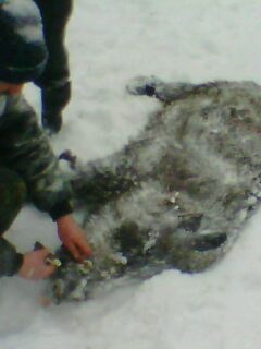 IMG0027A - vanatoare padure