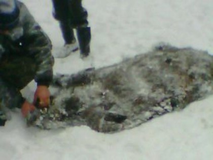 IMG0028A - vanatoare padure