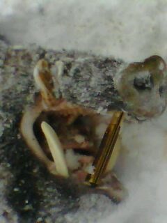 IMG0029A - vanatoare padure