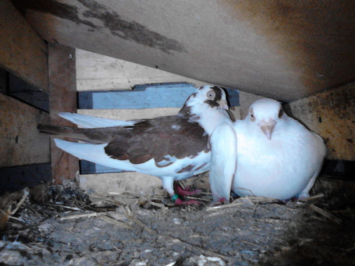 IMG_20160504_204628 - 0 Porumbeii mei 2016 2