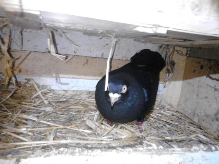 IMG_20160504_204759 - 0 Porumbeii mei 2016 2