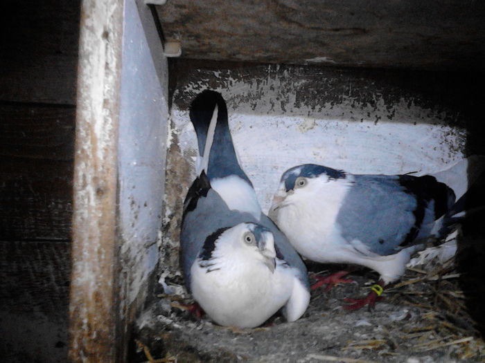 IMG_20160504_204854 - 0 Porumbeii mei 2016 2