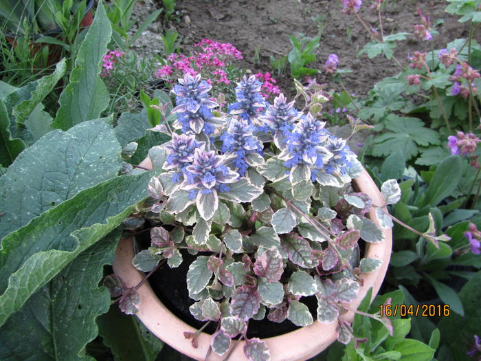 Ajuga reptans - Si citeva ghivece