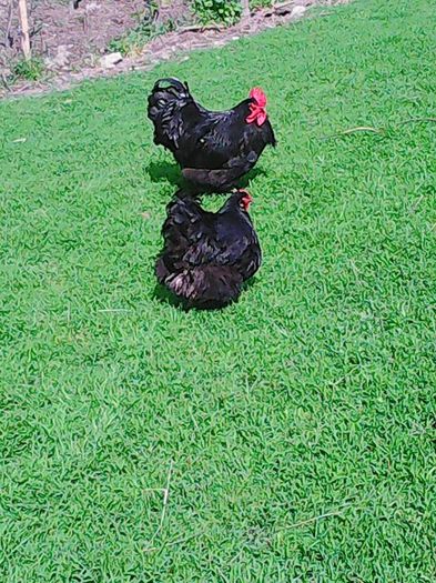 13094386_1177728698938458_1680191133990221403_n